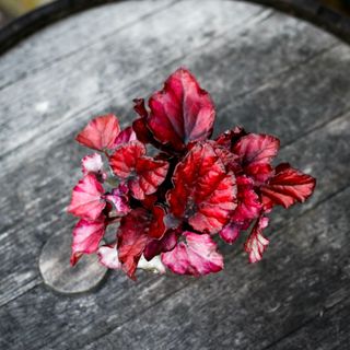 Begonia 'Red Bull' 8,5 cm