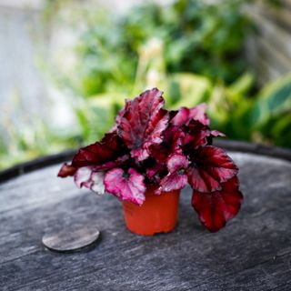Begonia 'Red Bull' 8,5 cm