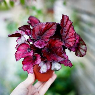 Begonia 'Red Bull' 8,5 cm