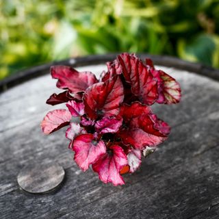 Begonia 'Red Bull' 8,5 cm