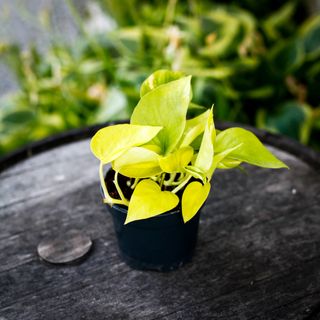 Epipremnum 'Neon' 12 cm