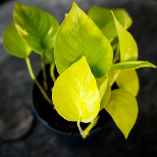 Epipremnum 'Neon' 12 cm
