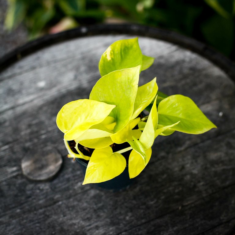 Epipremnum 'Neon' 12 cm