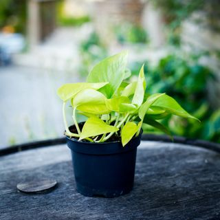 Epipremnum 'Neon' 12 cm