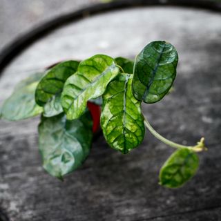 Hoya globulosa (syn. Hoya villosa) 9 cm RÄDDA MIG!