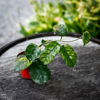 Hoya globulosa (syn. Hoya villosa) 9 cm RÄDDA MIG!