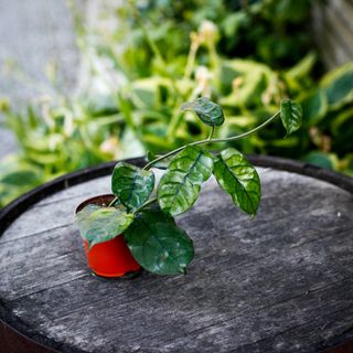 Hoya globulosa (syn. Hoya villosa) 9 cm RÄDDA MIG!