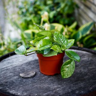 Hoya 'Freckles Splash' 12 cm