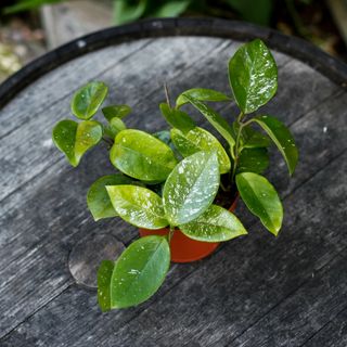 Hoya 'Freckles Splash' 12 cm