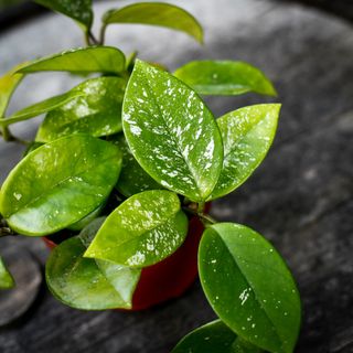 Hoya 'Freckles Splash' 12 cm