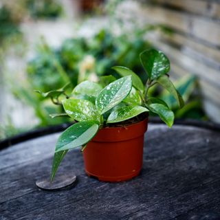 Hoya 'Freckles Splash' 12 cm