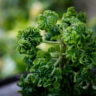 Pelargonium 'Bontrosai' 12 cm