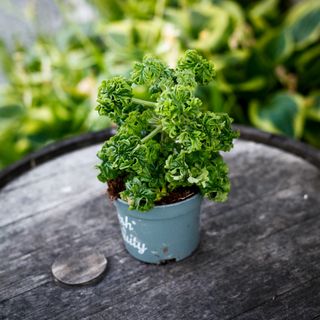 Pelargonium 'Bontrosai' 12 cm