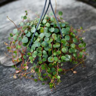 Peperomia 'Pepperspot' i ampel