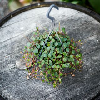 Peperomia 'Pepperspot' i ampel