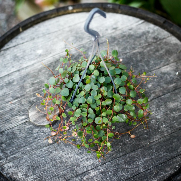 Peperomia 'Pepperspot' i ampel 10,5 cm