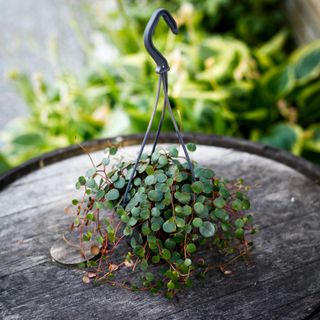 Peperomia 'Pepperspot' i ampel