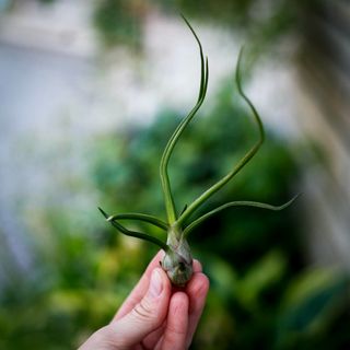 Tillandsia bulbosa