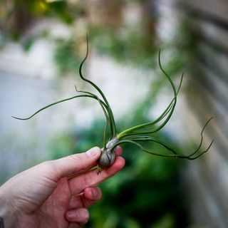 Tillandsia bulbosa