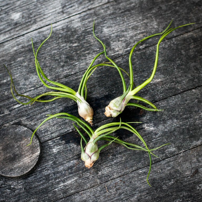 Tillandsia bulbosa