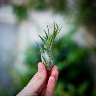 Tillandsia ionantha 'Scaposa'