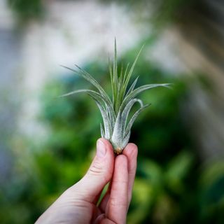 Tillandsia ionantha 'Scaposa'