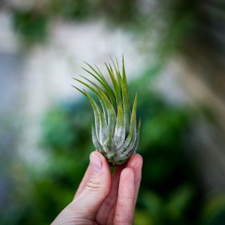 Tillandsia ionantha 'Scaposa'