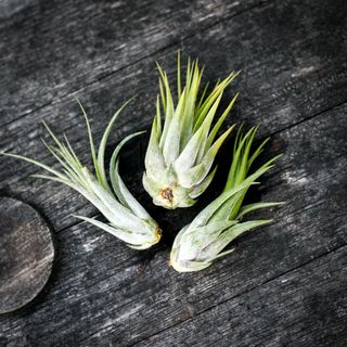 Tillandsia ionantha 'Scaposa'