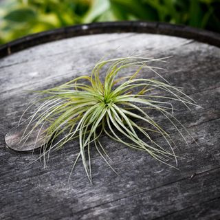 Tillandsia magnusiana