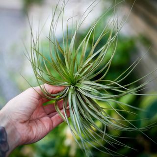 Tillandsia magnusiana