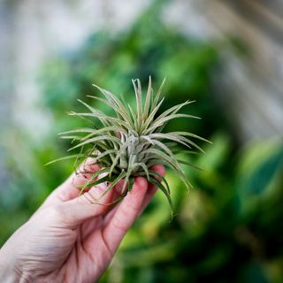 Tillandsia ionantha 'Red'