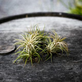 Tillandsia ionantha 'Red'