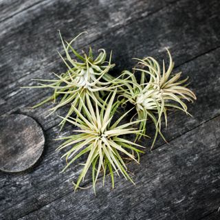 Tillandsia ionantha 'Red'