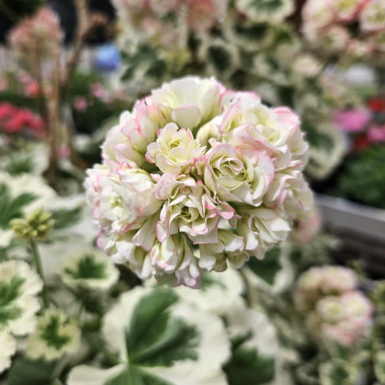 Pelargonium 'Westdale Appleblossom' 8 cm