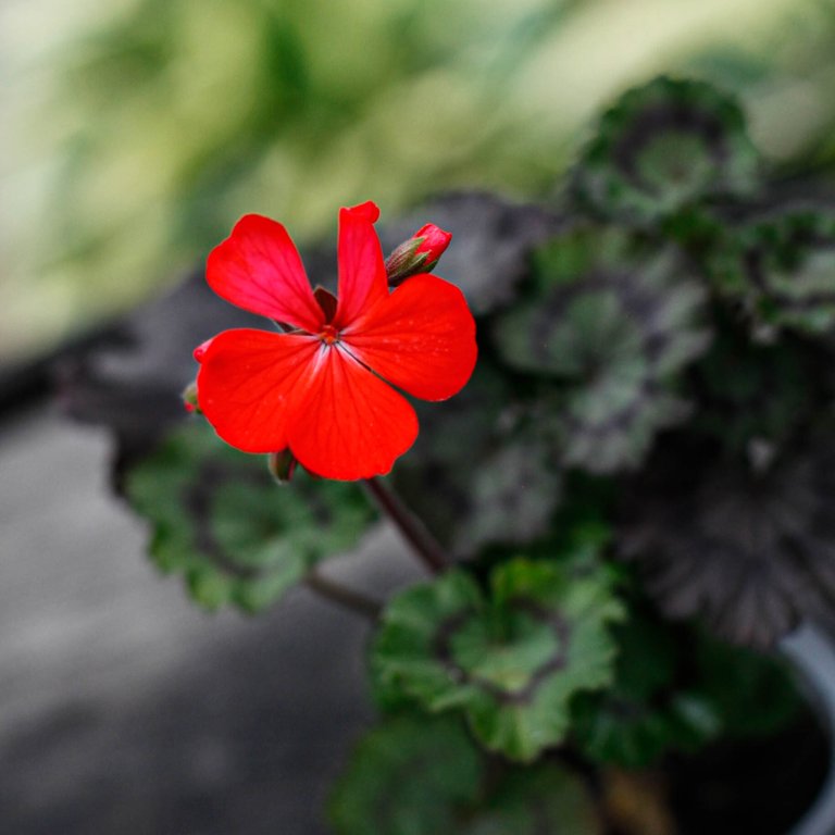Pelargonium 'Asarnas Midgårdsormen' 8 cm