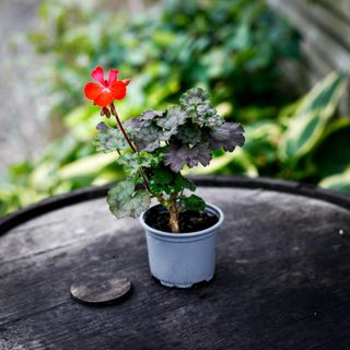 Pelargonium 'Asarnas Midgårdsormen'