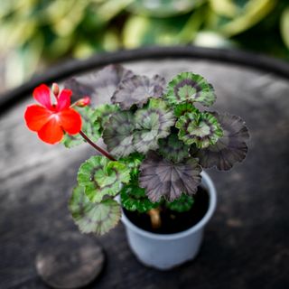 Pelargonium 'Asarnas Midgårdsormen'