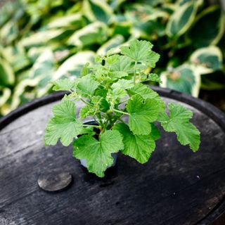 Pelargonium vitifolium