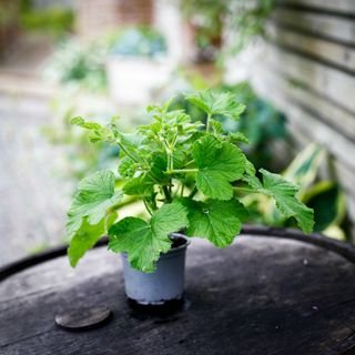Pelargonium vitifolium
