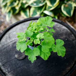 Pelargonium vitifolium