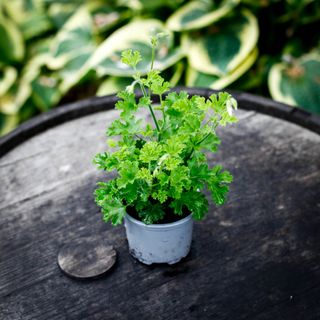 Pelargonium 'Prince Of Orange'