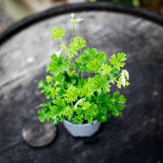 Pelargonium 'Prince Of Orange'