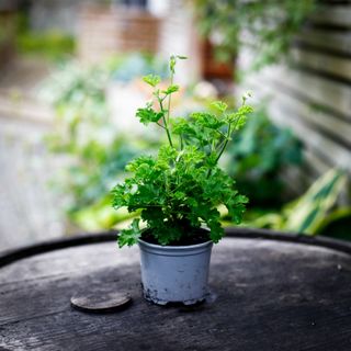 Pelargonium 'Prince Of Orange'
