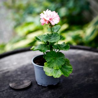 Pelargonium 'Asarnas Frigg'