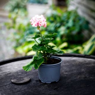 Pelargonium 'Asarnas Frigg'