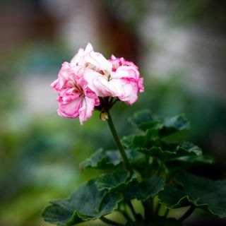 Pelargonium 'Asarnas Balder'