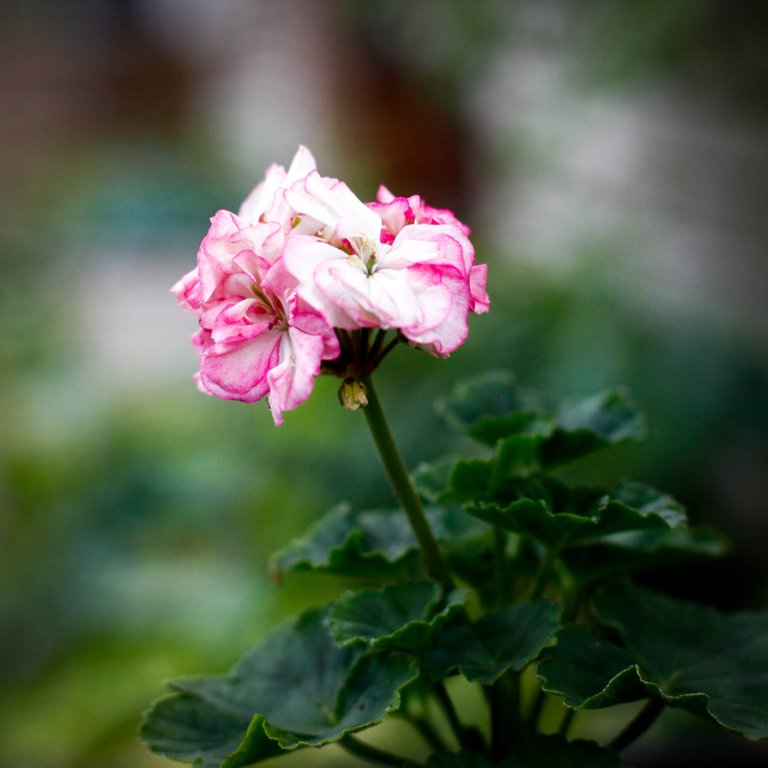 Pelargonium 'Asarnas Balder' 8 cm