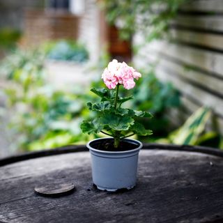 Pelargonium 'Asarnas Balder'