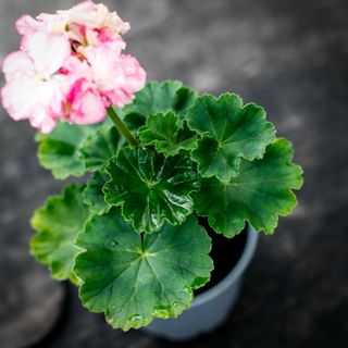 Pelargonium 'Asarnas Balder'
