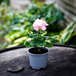 Pelargonium 'Asarnas Balder'